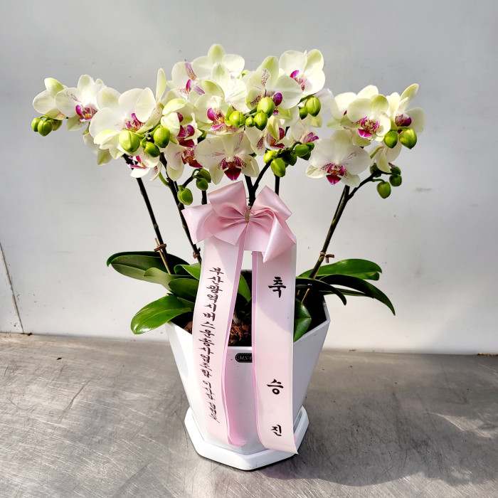 dica_img