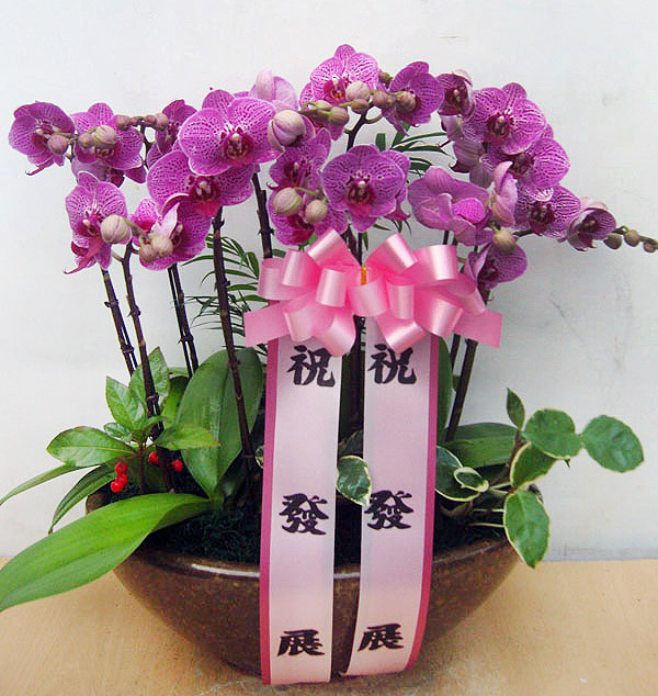 ST-H238