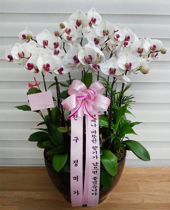ST-H117