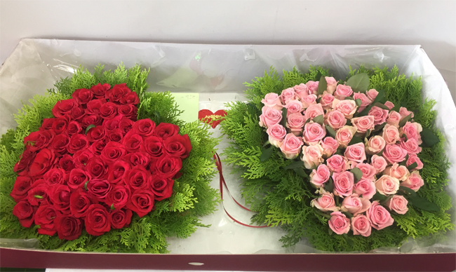 ST-B255