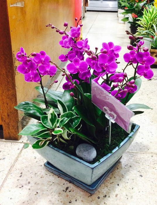 ST-H334