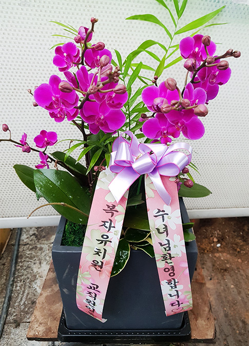 ST-H424