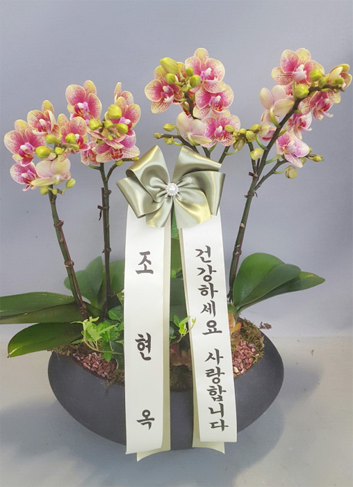 ST-H431