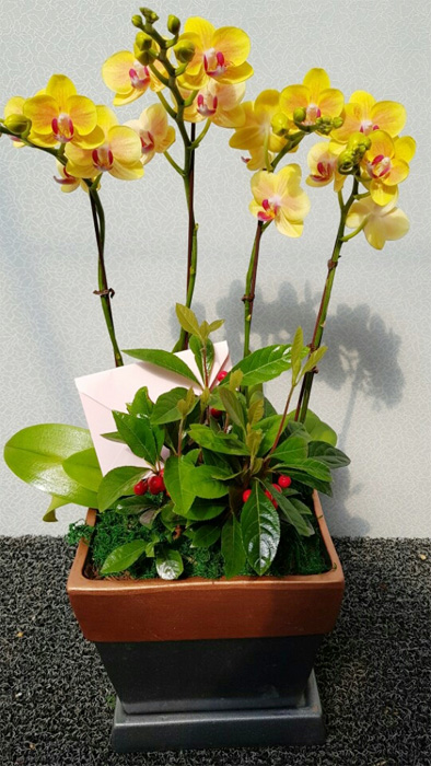 ST-H431
