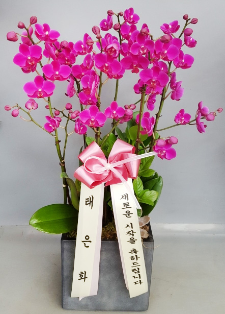ST-H424