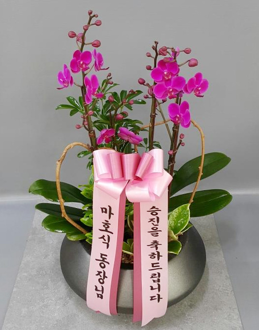 ST-H446