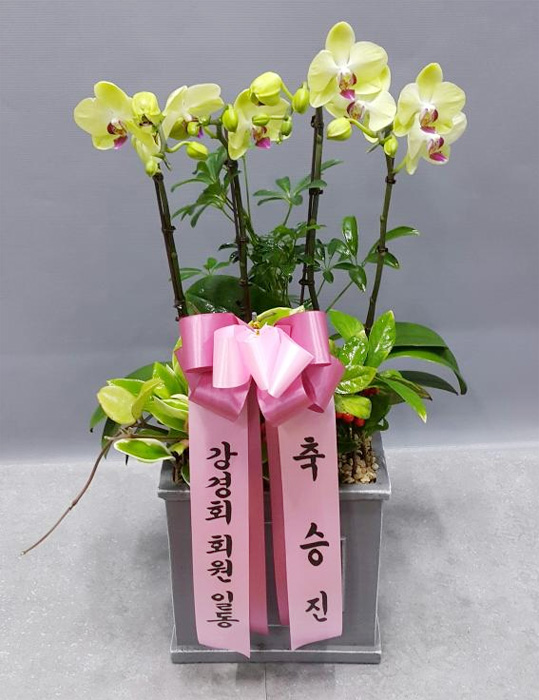 ST-H423