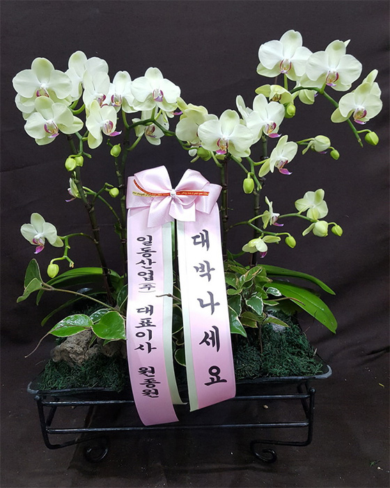 ST-H198