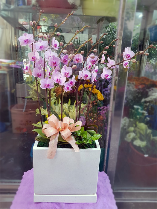 ST-H295