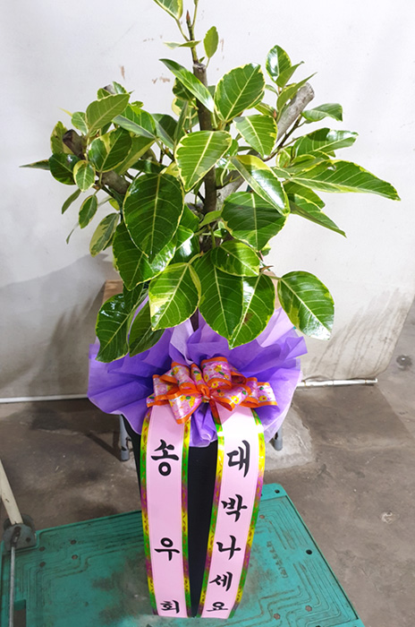 ST-FA0001