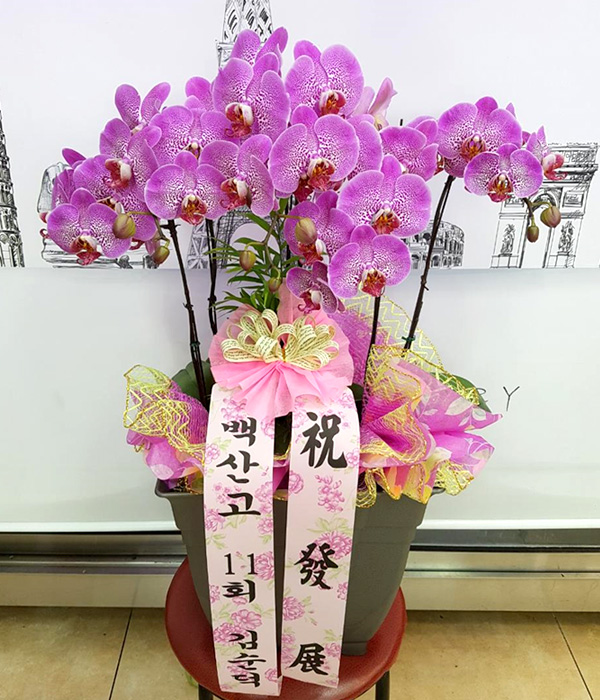 ST-H447