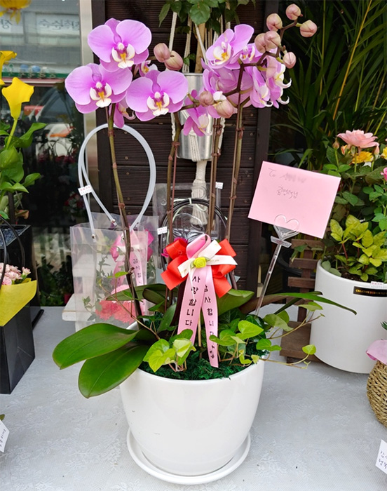ST-H430