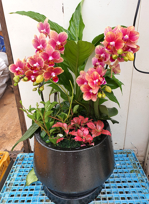 ST-H431