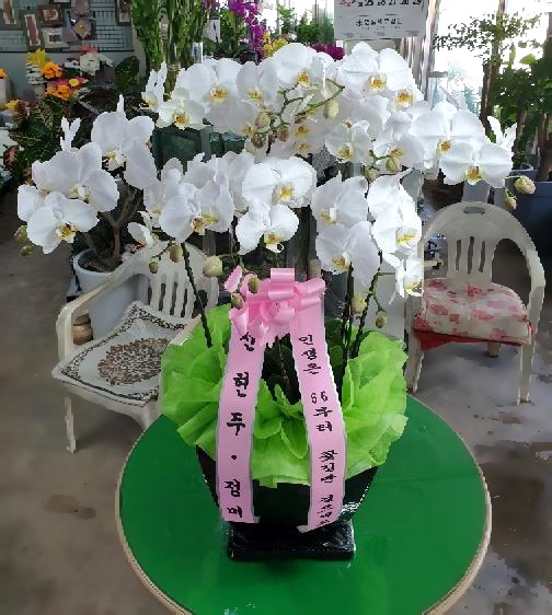 ST-H419