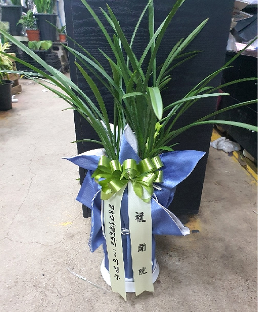 ST-E531