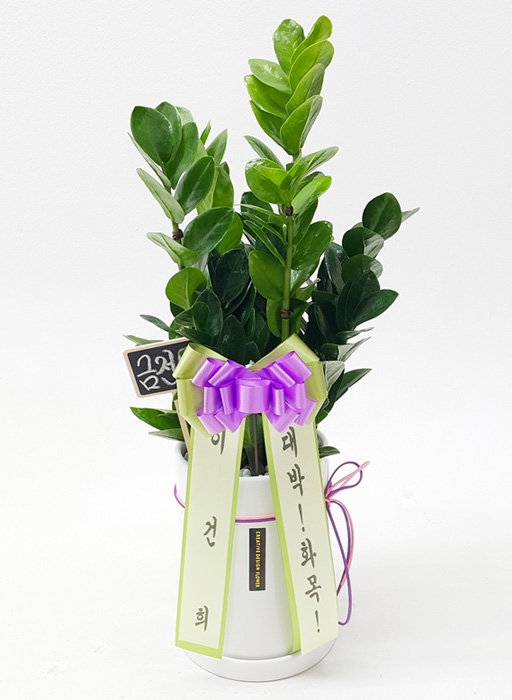 ST-D649