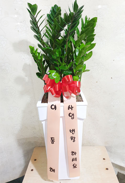 ST-D569