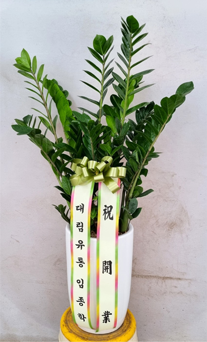 ST-D569