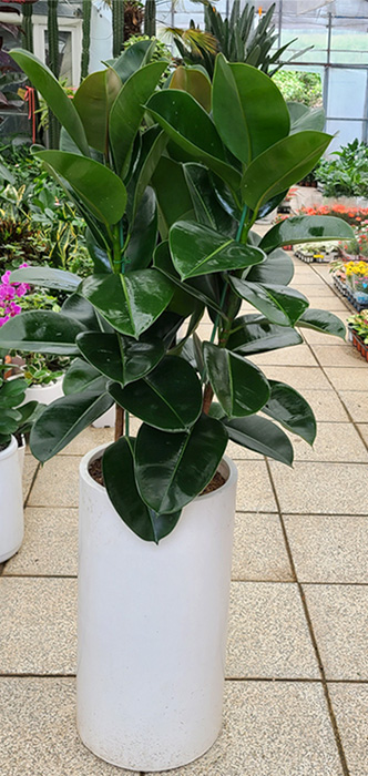 ST-D506