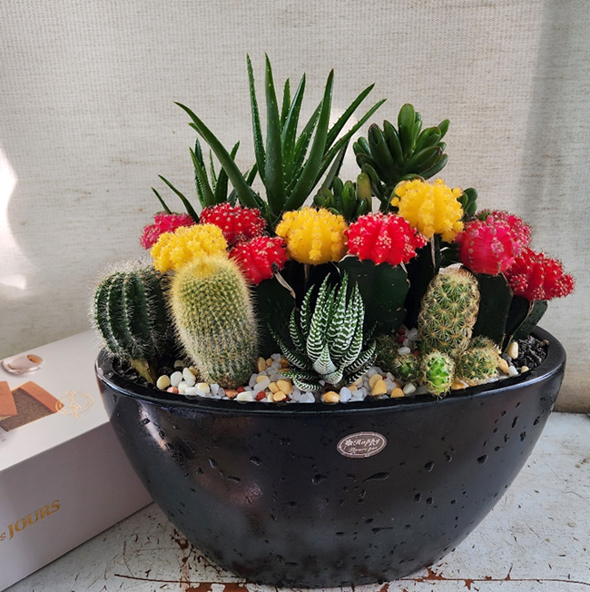 ST-D273