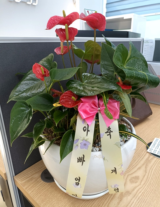 ST-D732