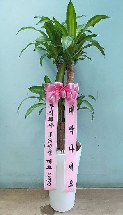 ST-D593