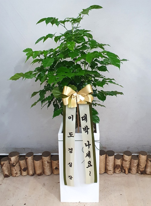 ST-D571