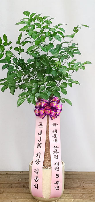 ST-D704