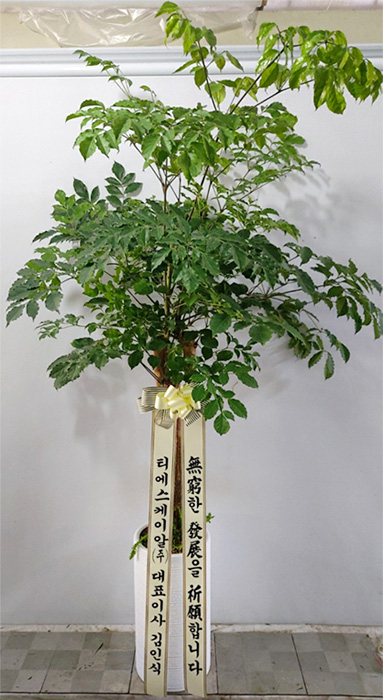 ST-D704
