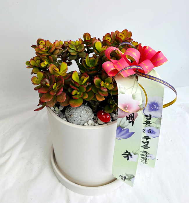 ST-D560