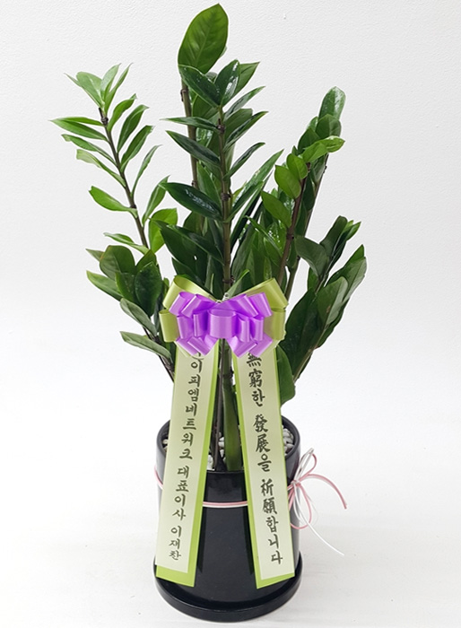 ST-D648
