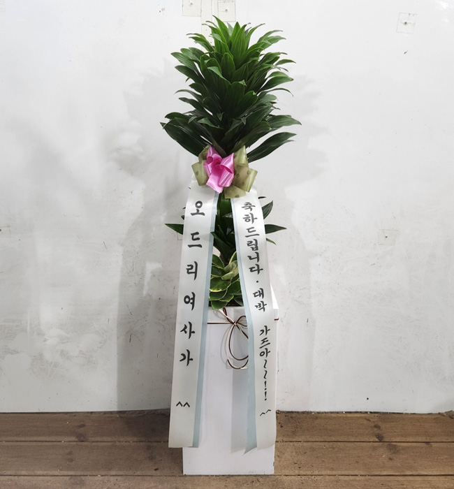 ST-D651