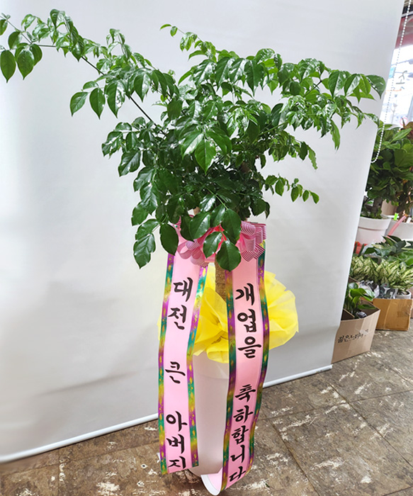 ST-D571
