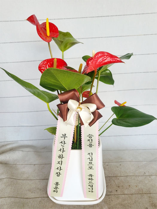 ST-D720
