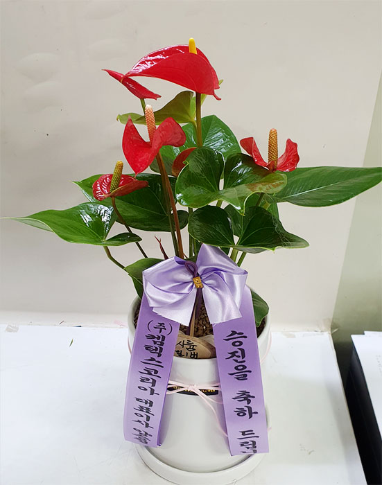 ST-D720