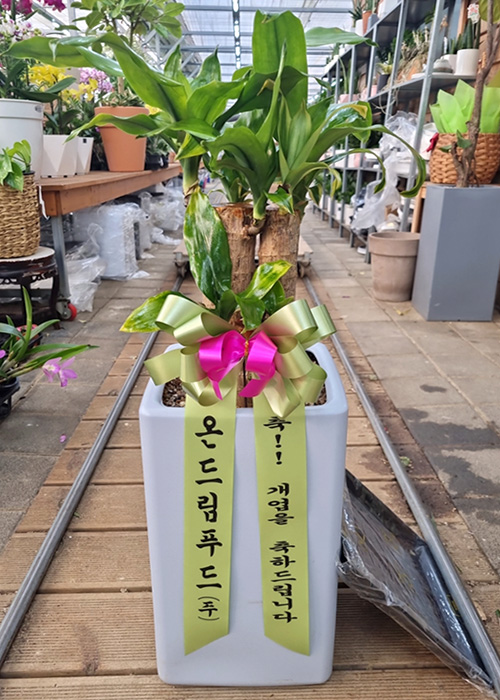 ST-D549