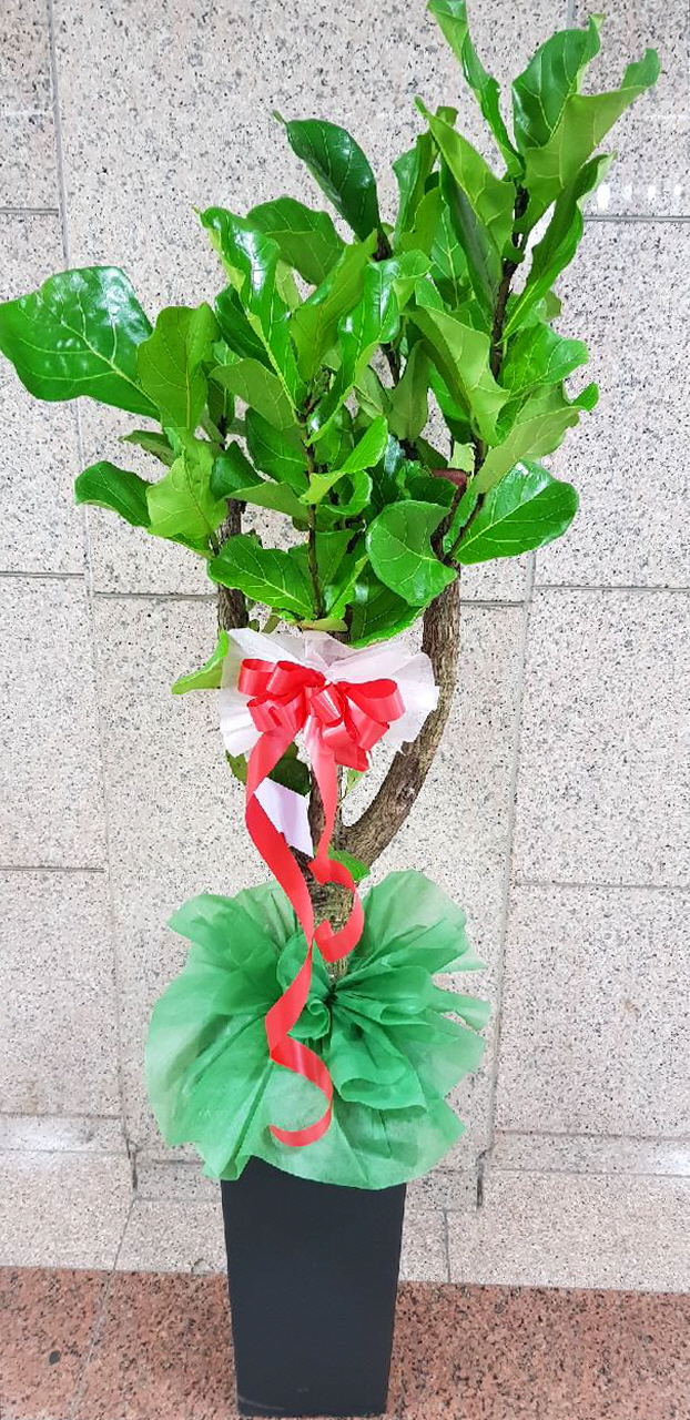 ST-D578