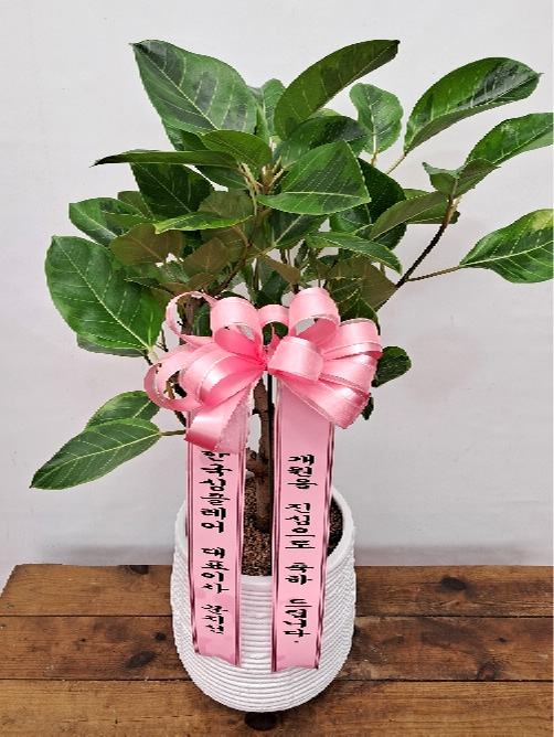 ST-D677