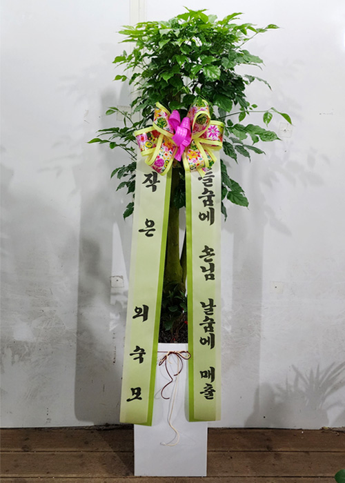 ST-D577