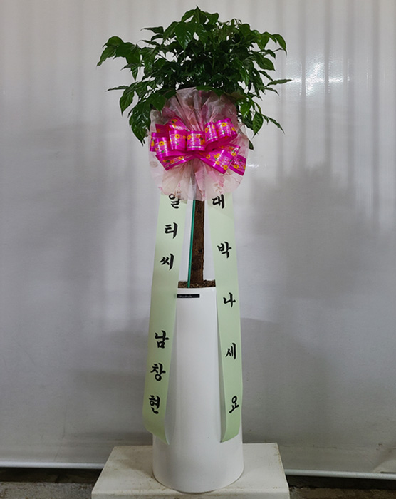 ST-D577