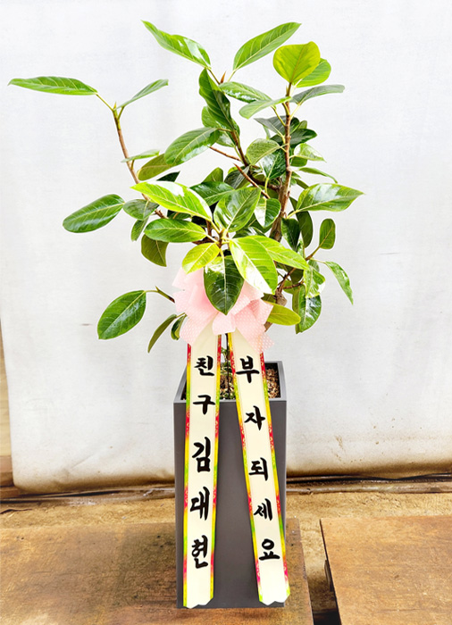 ST-D507
