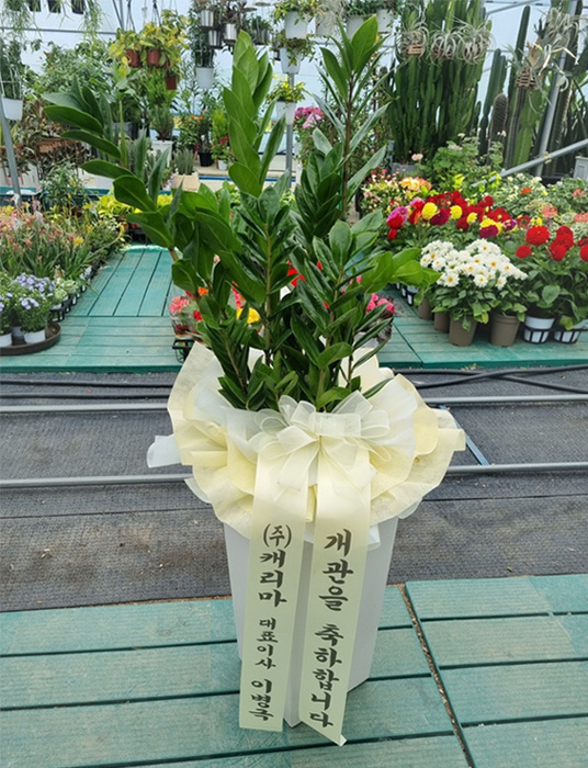 ST-D569