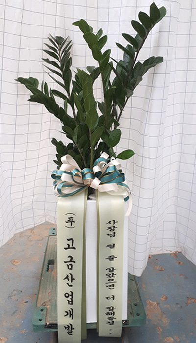ST-D569