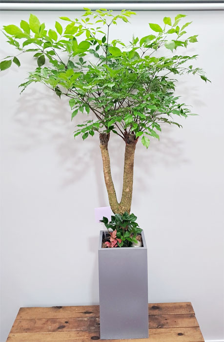 ST-D499