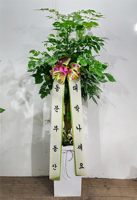 ST-D571