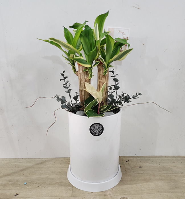 ST-D727