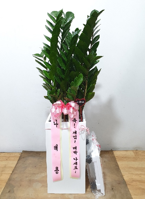 ST-D569