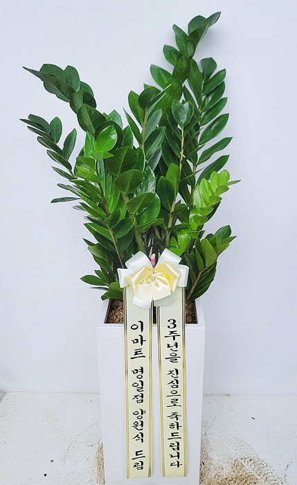 ST-D569