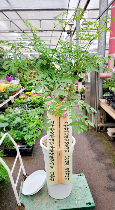 ST-D202