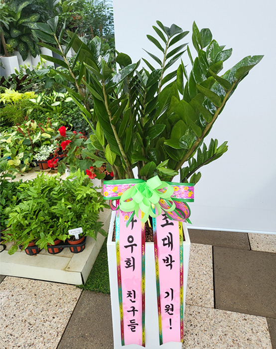 ST-D569